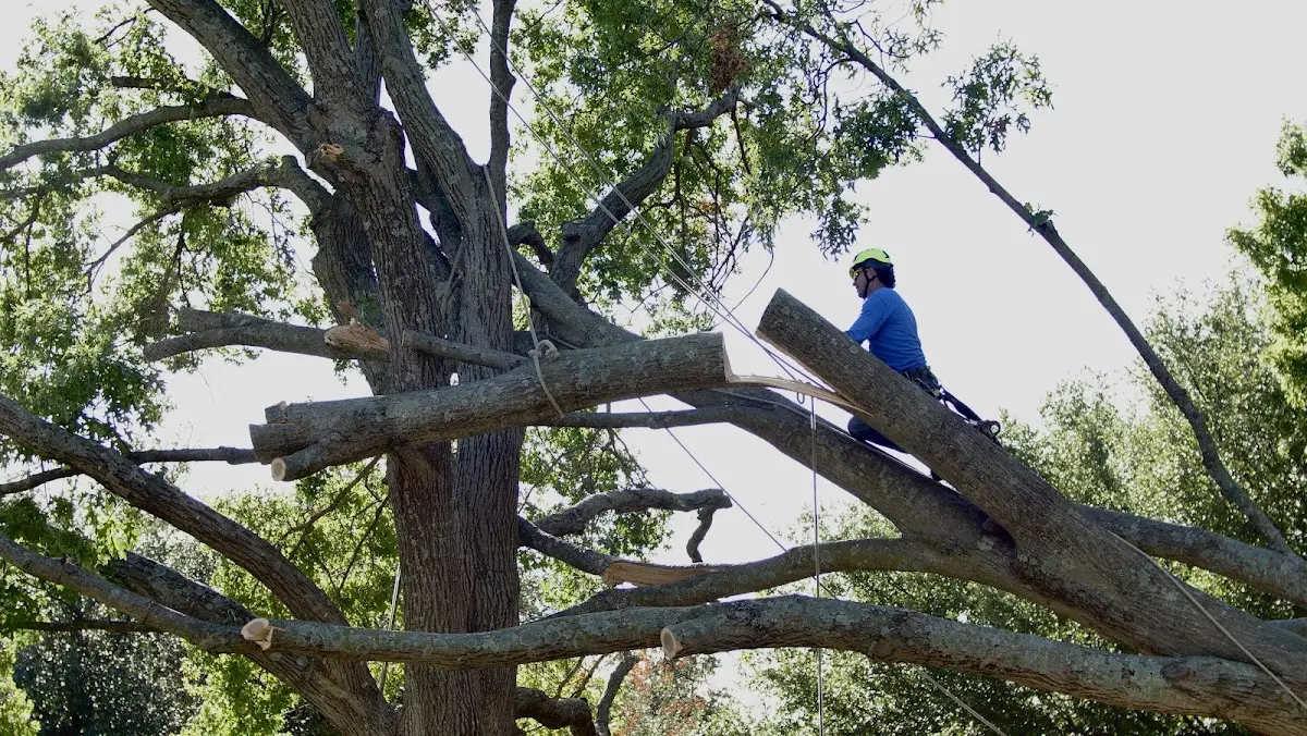Professional Crown Thinning performed by certified arborists in Thornton